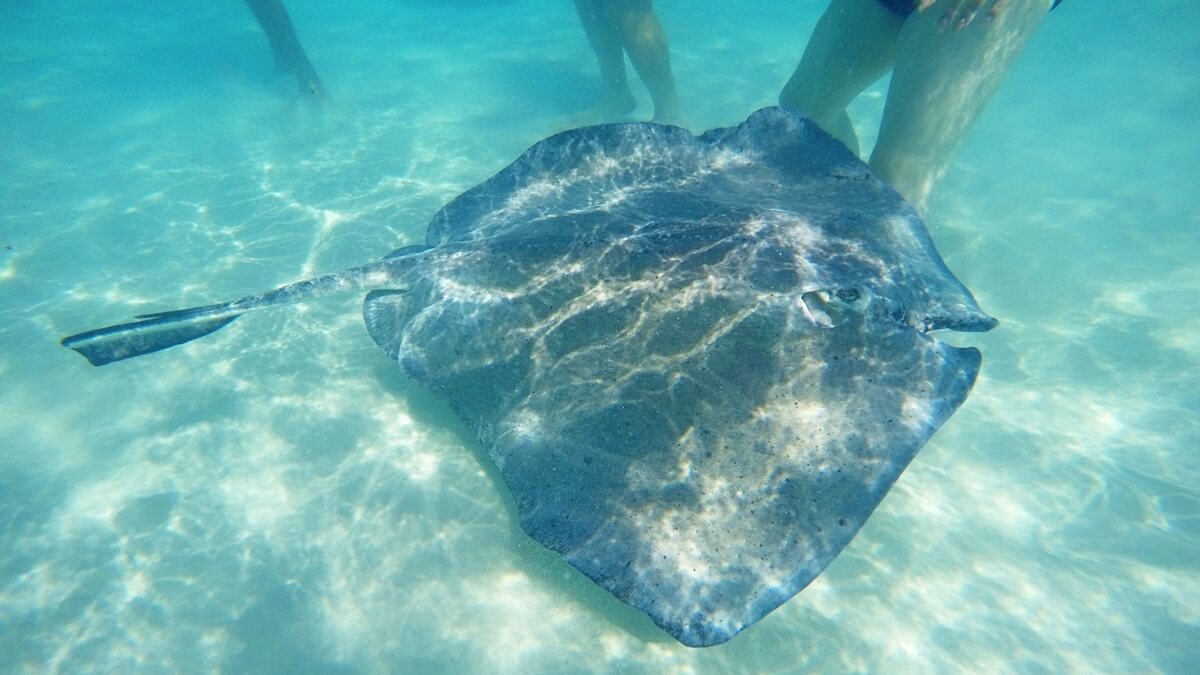 Mantarochen