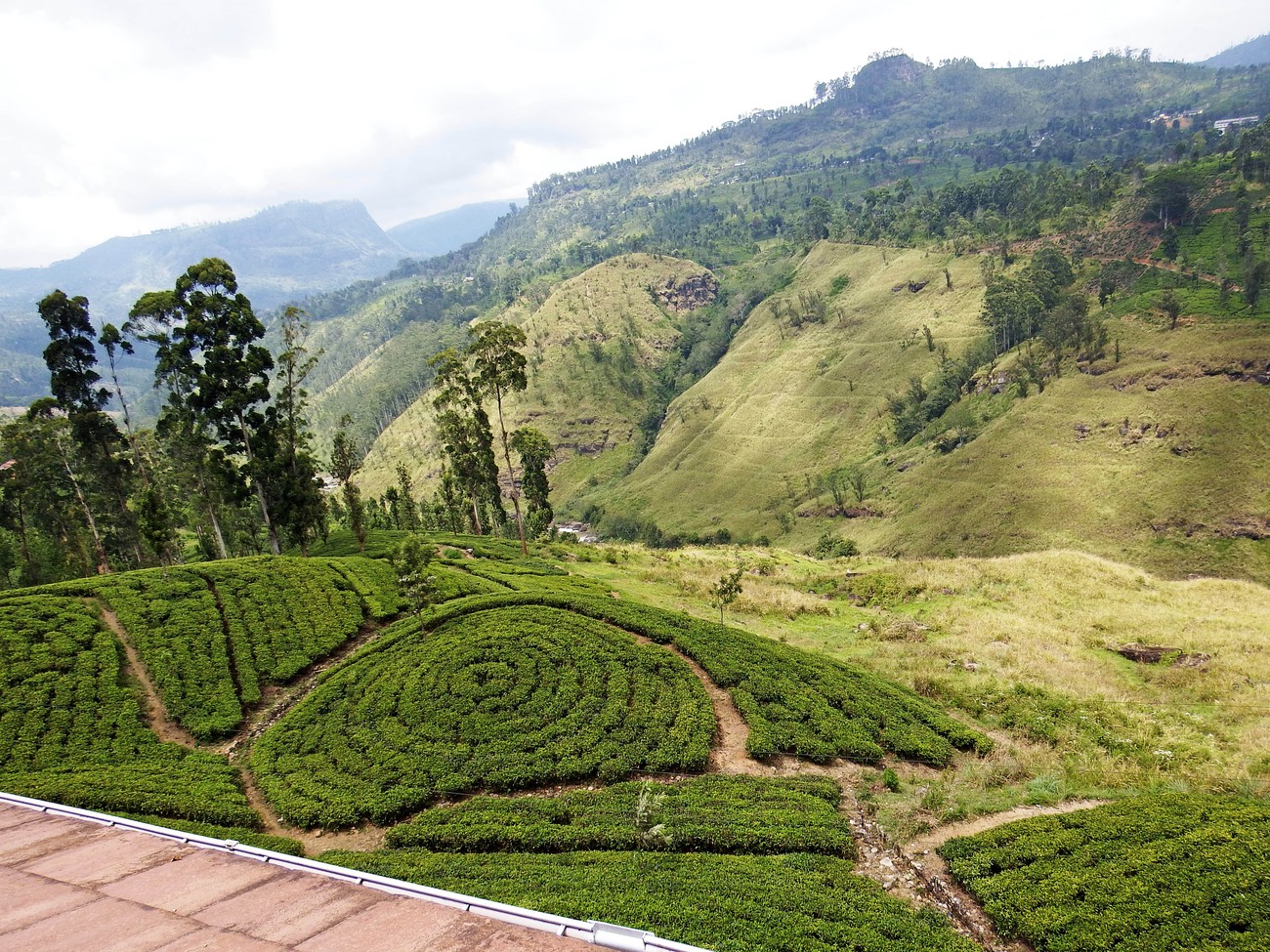 Teeplantage Sri Lanka