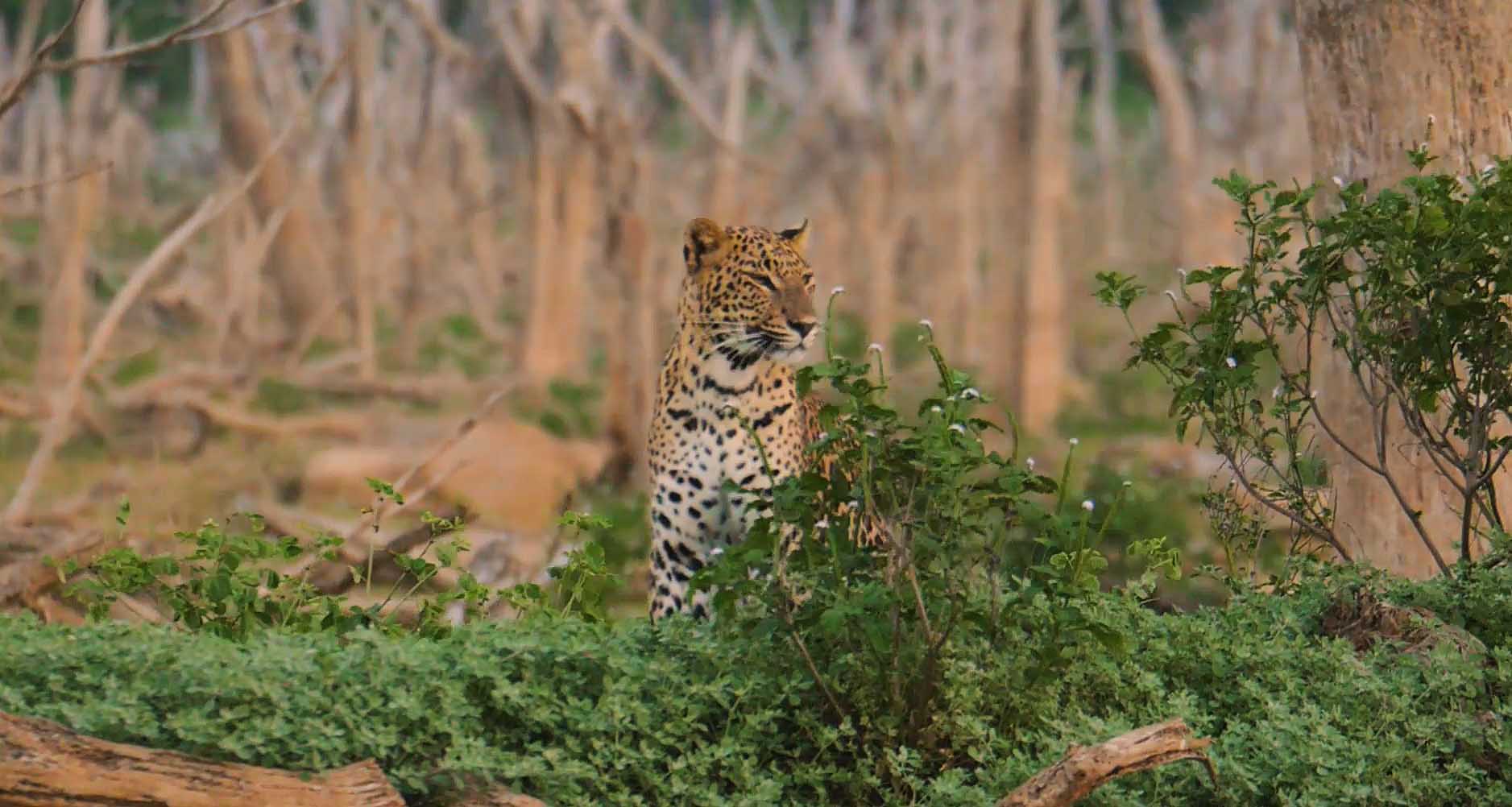 Leopard