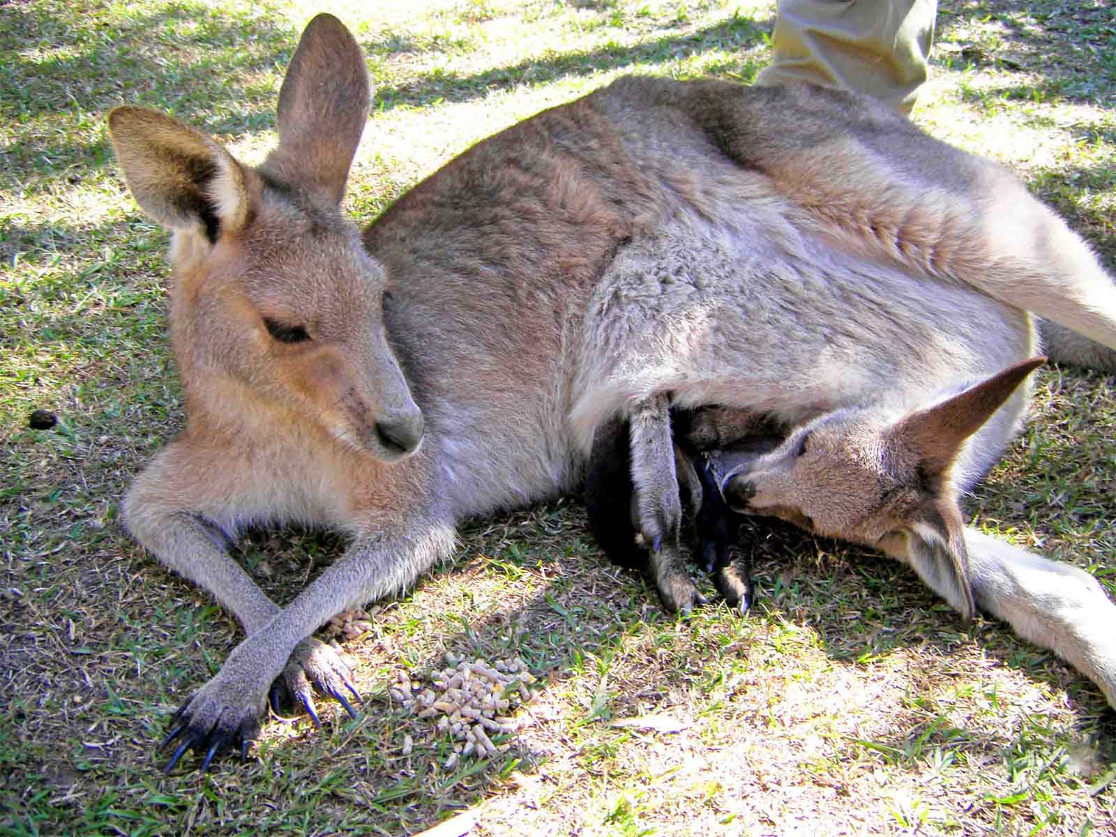 Känguru Mama mit Baby