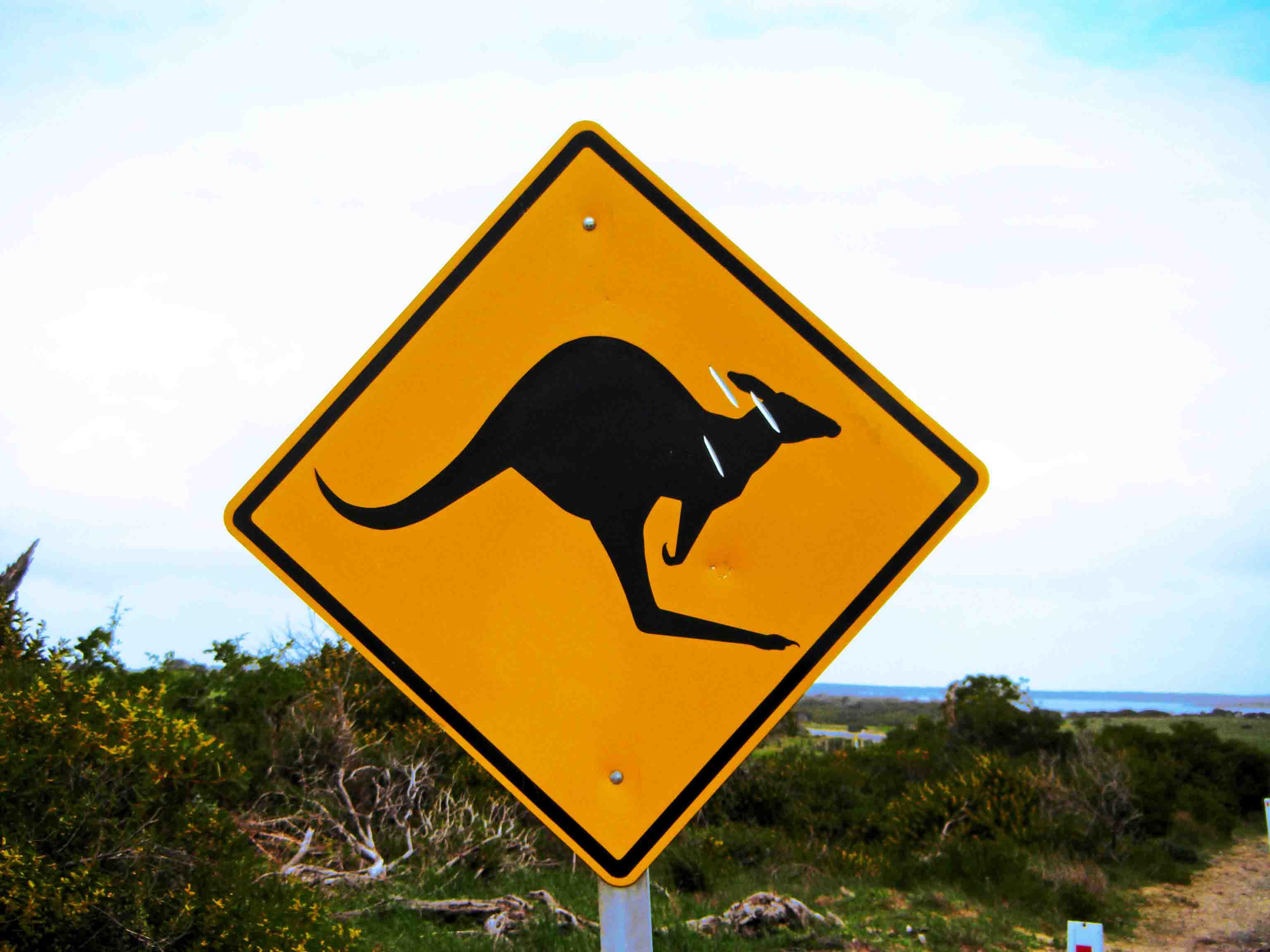 Känguru Roadsign