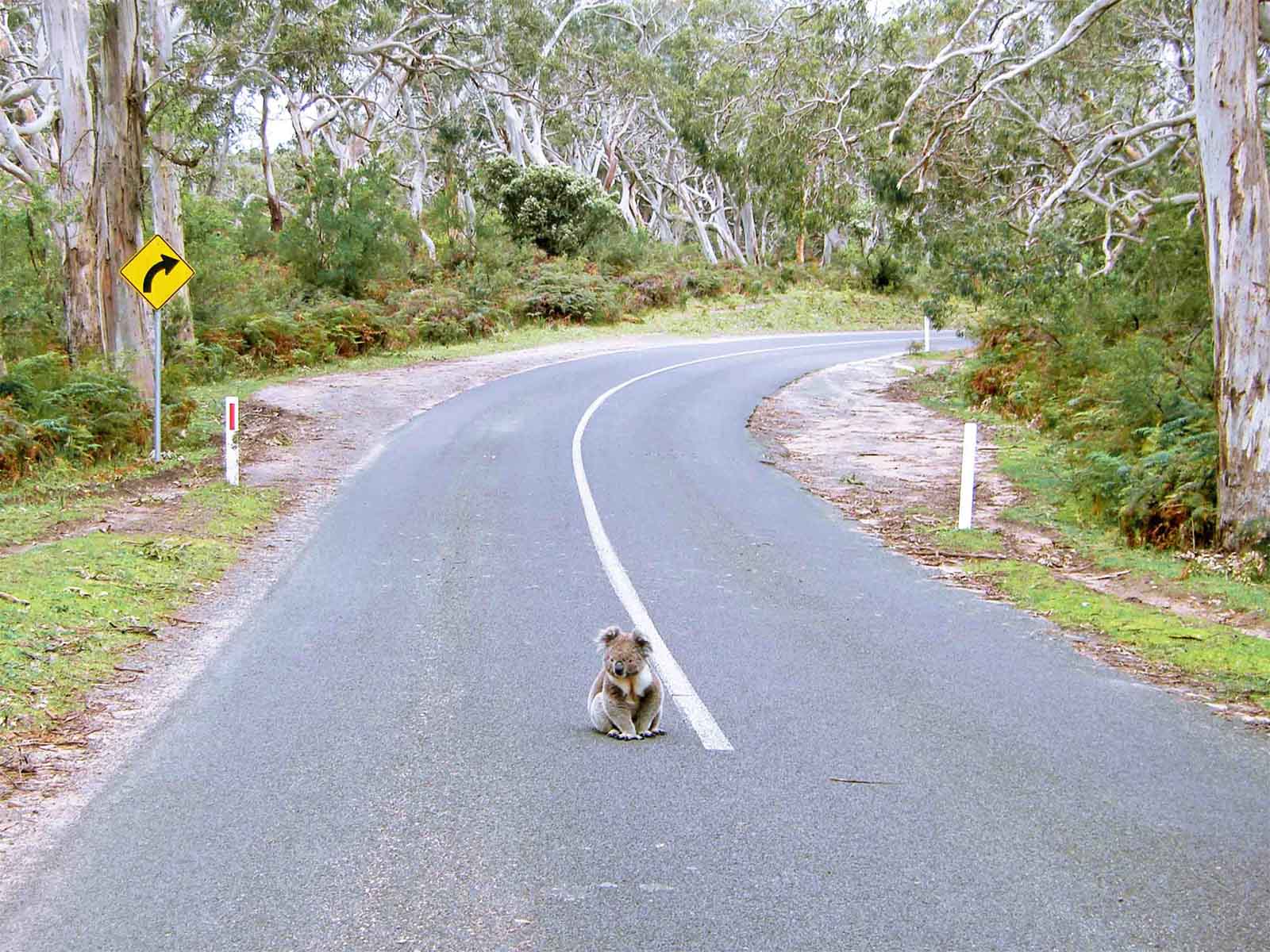 Koala auf Strasse