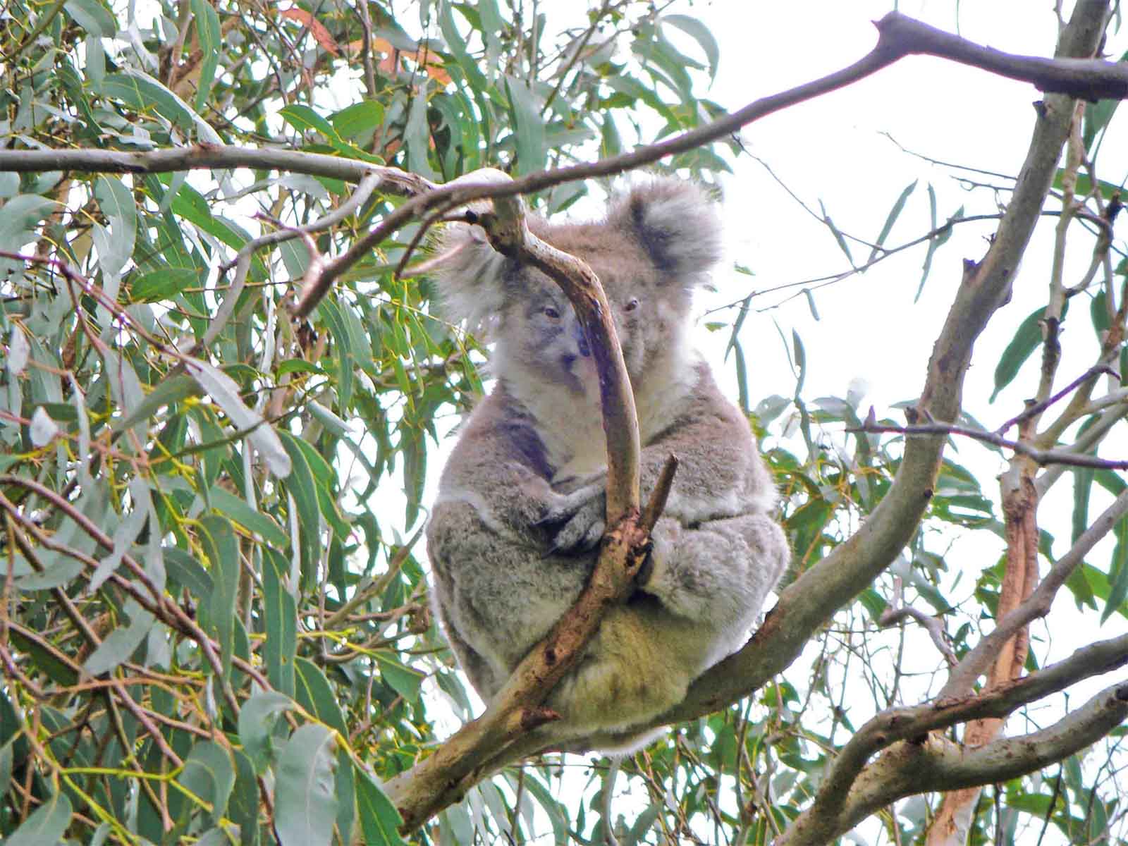 Koala im Baum