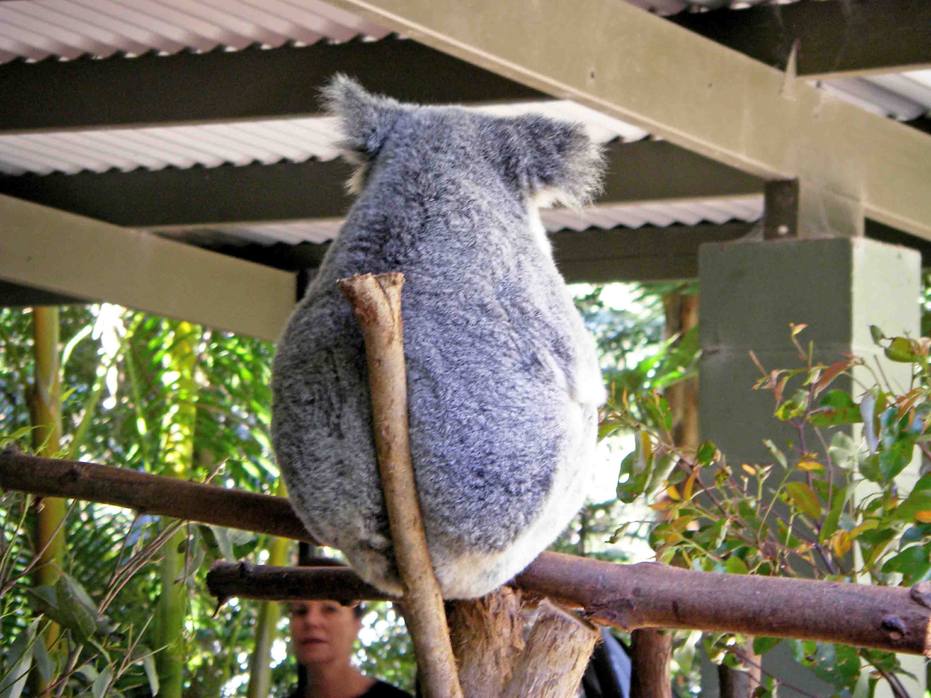 KoalamitStock