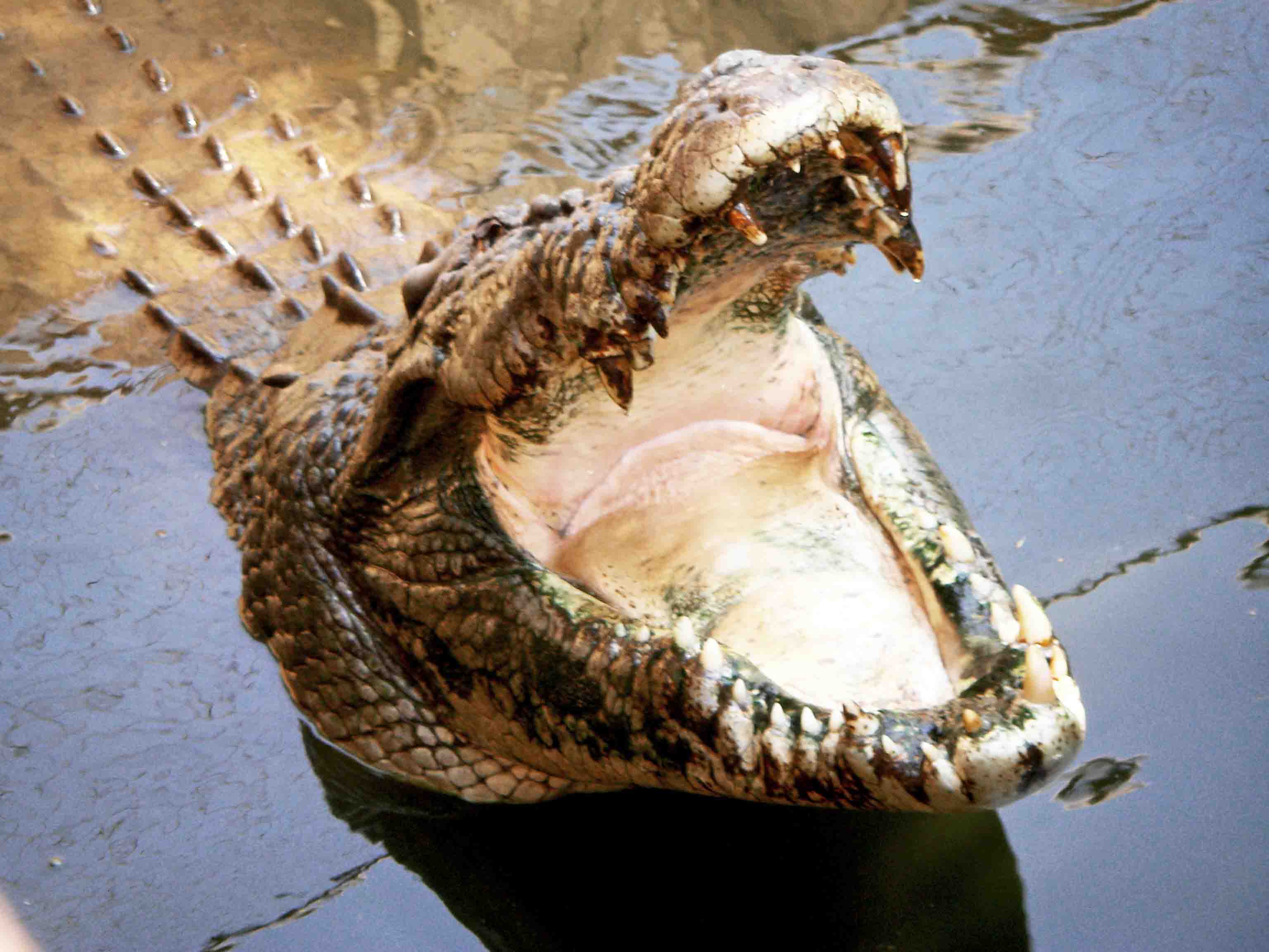 Krokodil