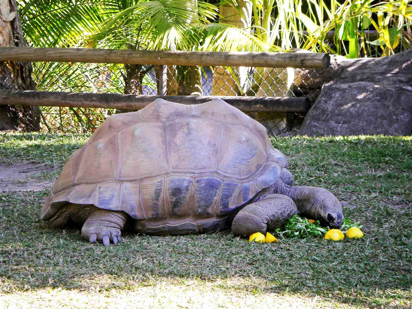 Riesenschildkröte