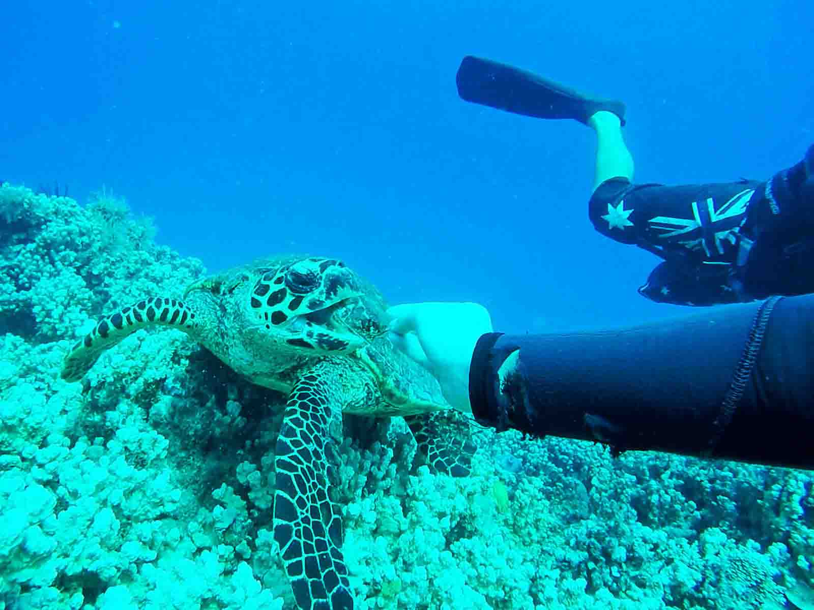 Wasserschildkröte