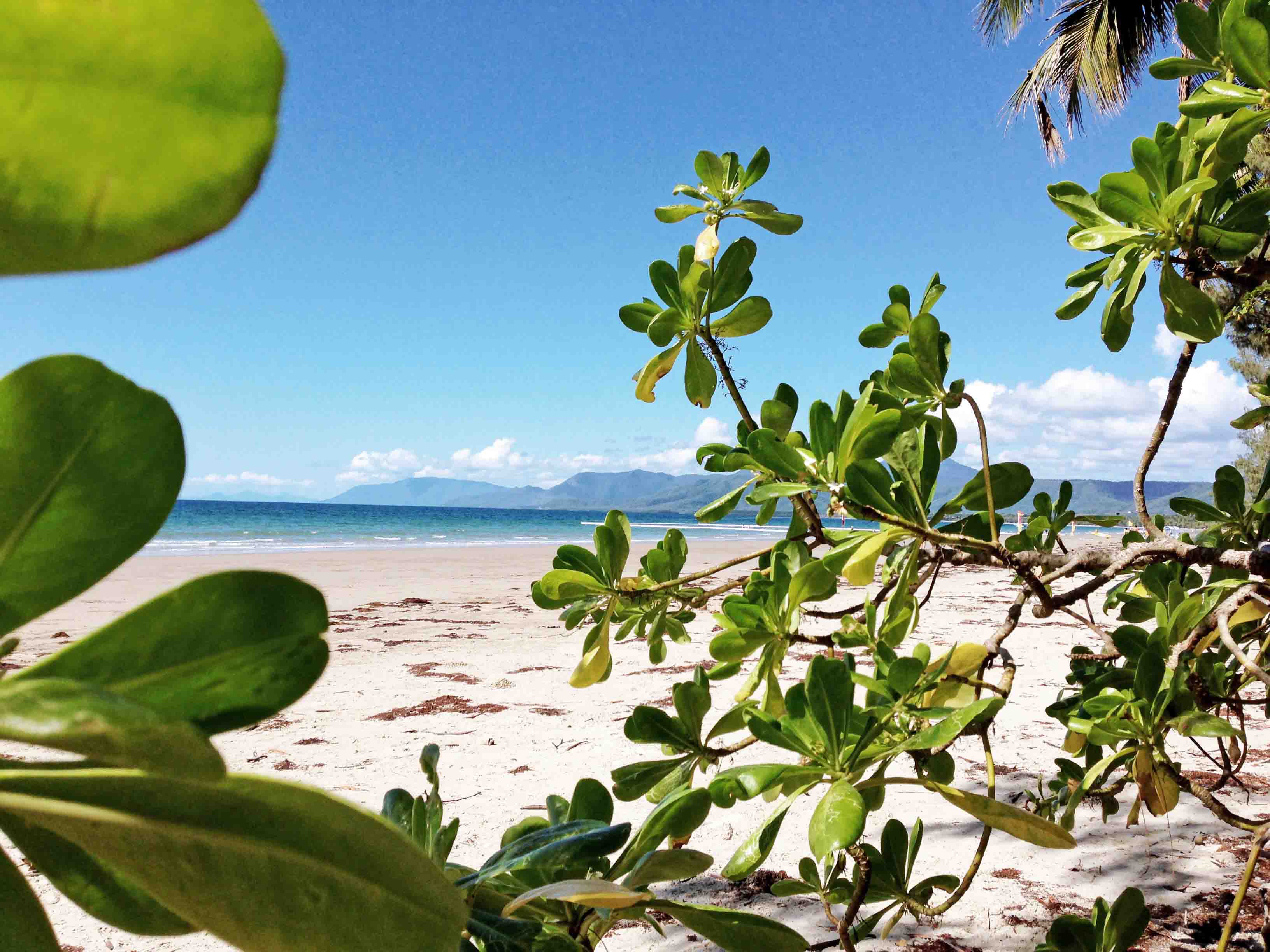 Whitsunday Strandpflanze