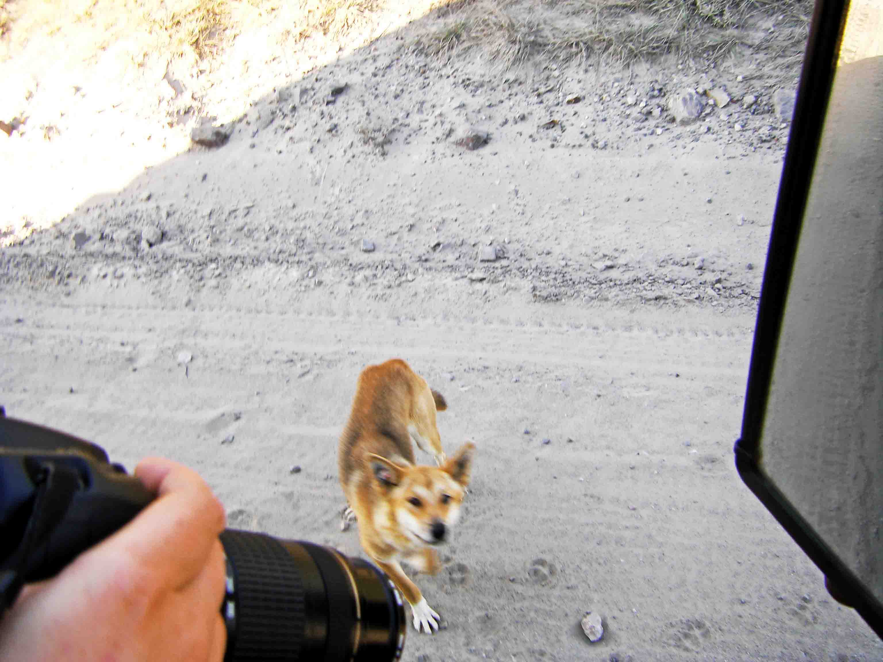 Wilder Dingo