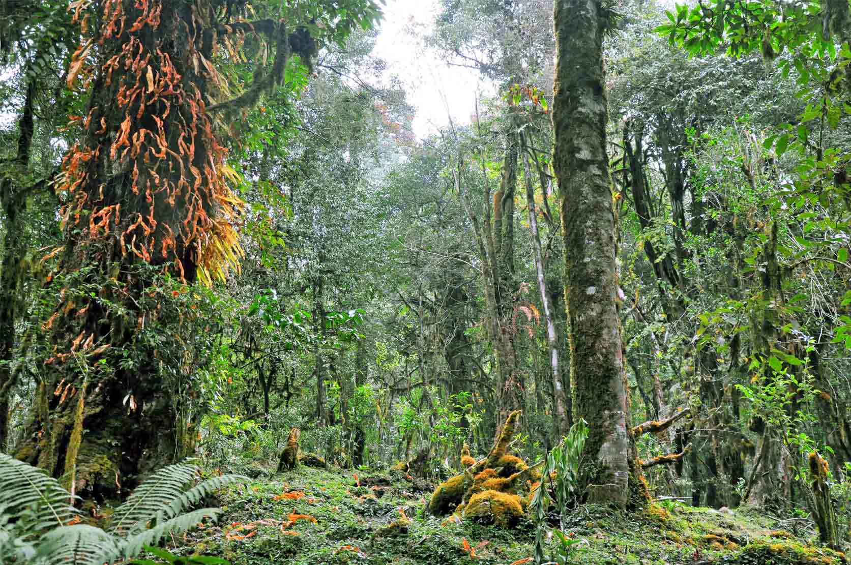 Dschungel Wald