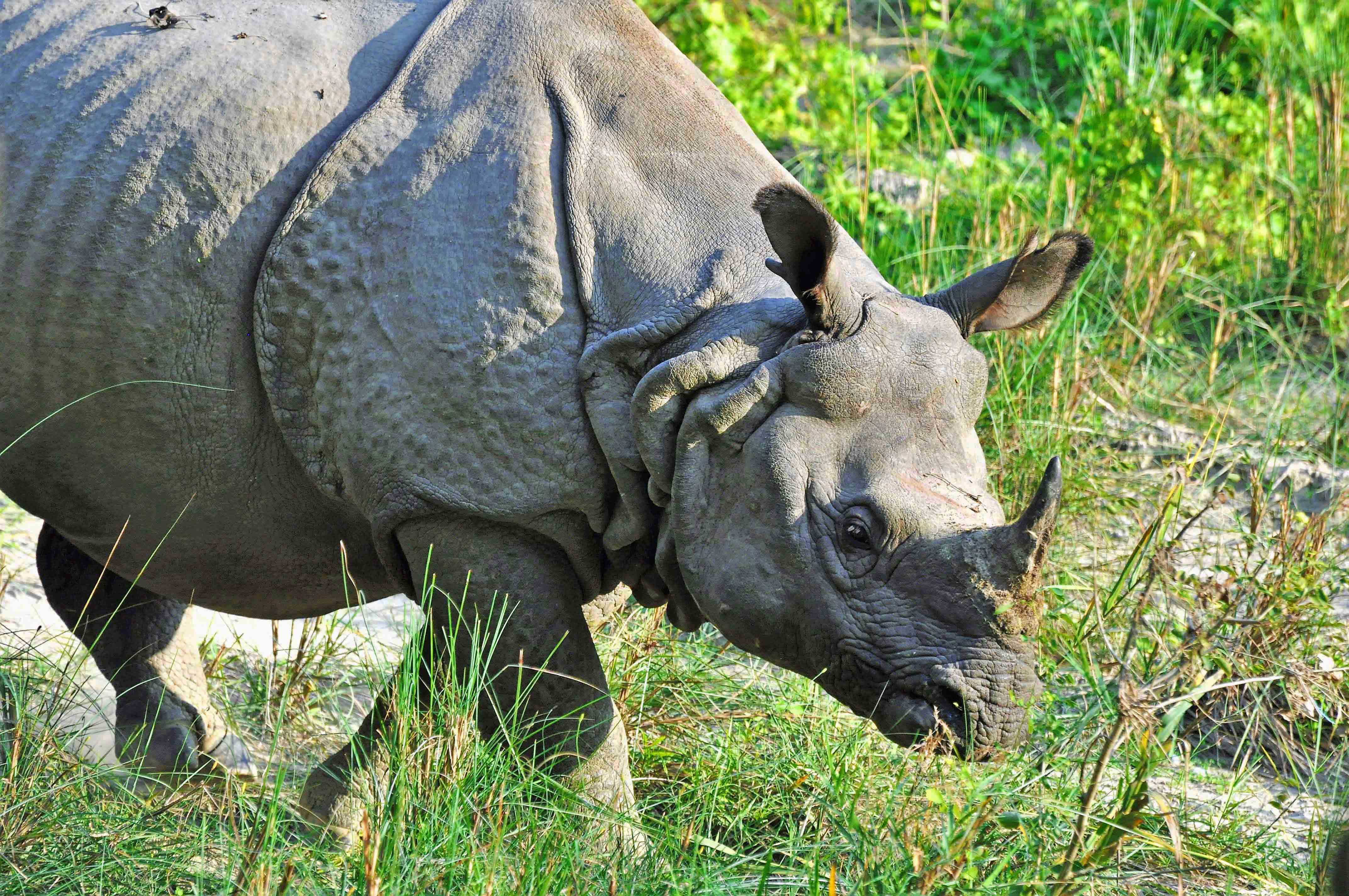 Nashorn in Chitwan