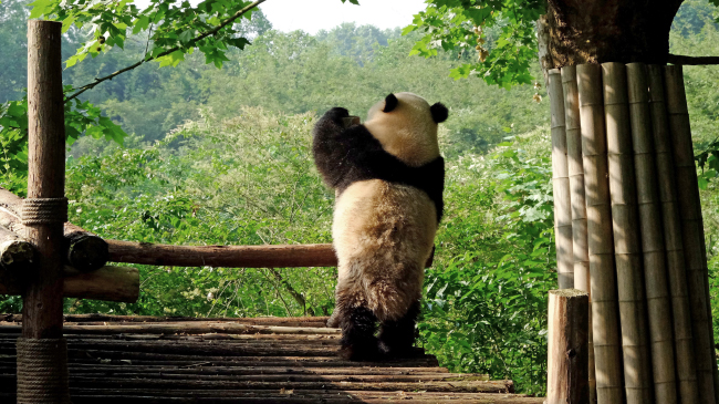 Backpacker Trip China