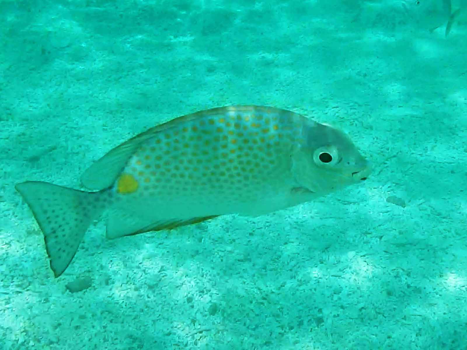 Fisch unter Wasser