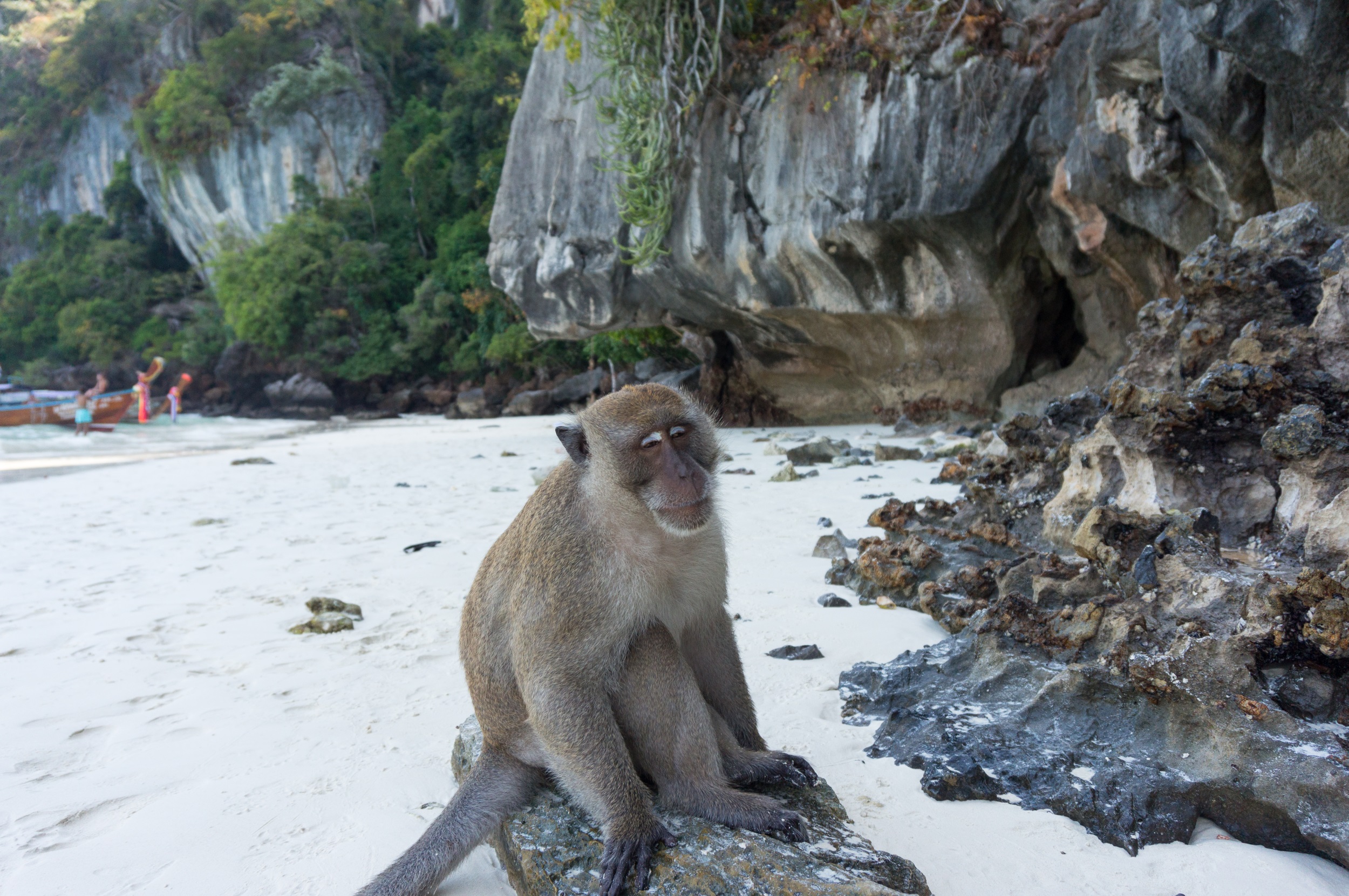 thailändischer Affe
